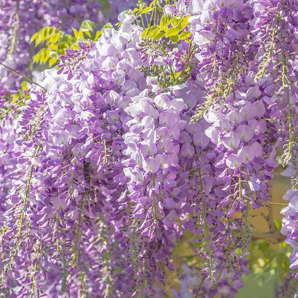 Wisteria Flower Seeds - Nature's Purple Elegance Fragrant, Quick-Growing 🌱