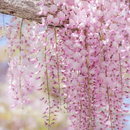 Wisteria Flower Seeds - Nature's Purple Elegance Fragrant, Quick-Growing 🌱