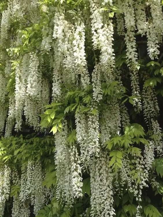 Wisteria Flower Seeds - Nature's Purple Elegance Fragrant, Quick-Growing 🌱