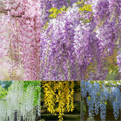 Wisteria Flower Seeds - Nature's Purple Elegance Fragrant, Quick-Growing 🌱